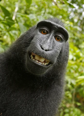 A monkey taking a selfie