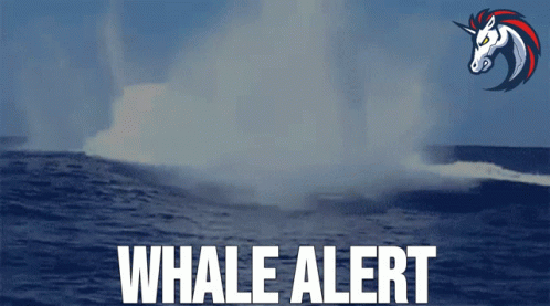whale-alert